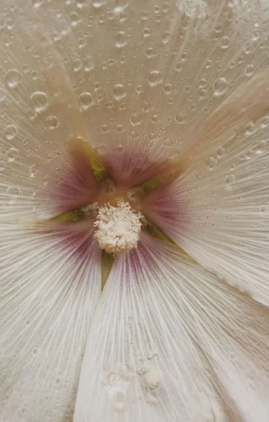 Macro photograph of a white hollyhock flower with a pink centre