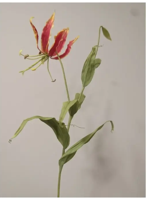 Gloriosa lily against a pale ground