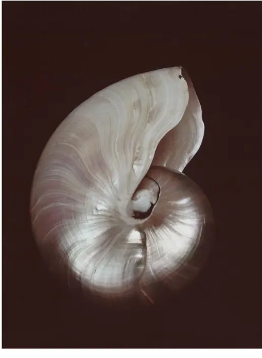 Cross-section of a nautilus shell on a dark ground