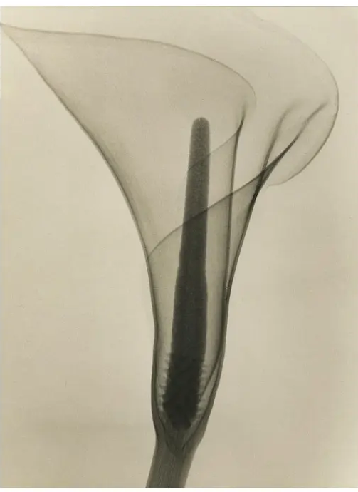 X-ray style study of a calla lily